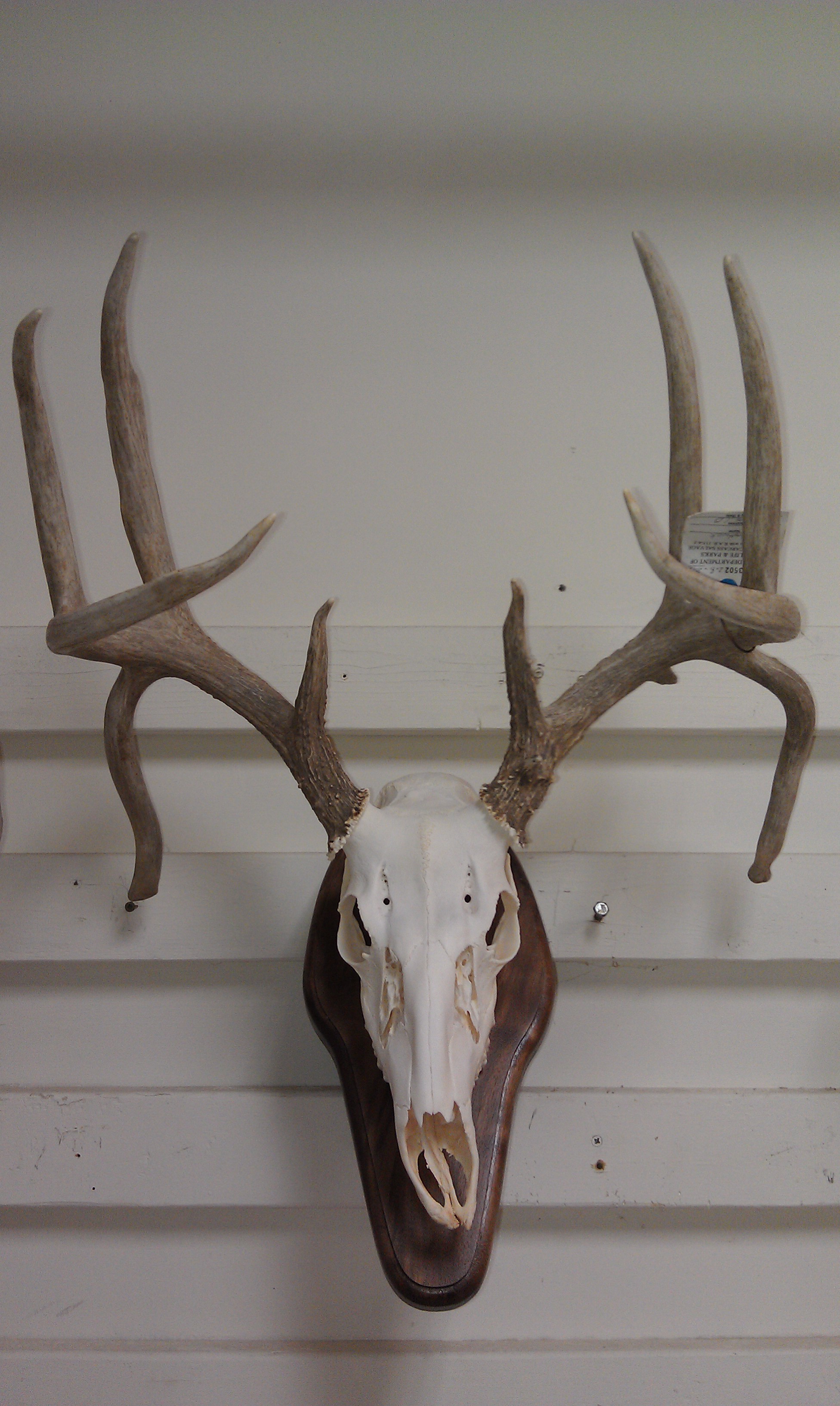 European mounts, Taxidermy, beetle cleaning