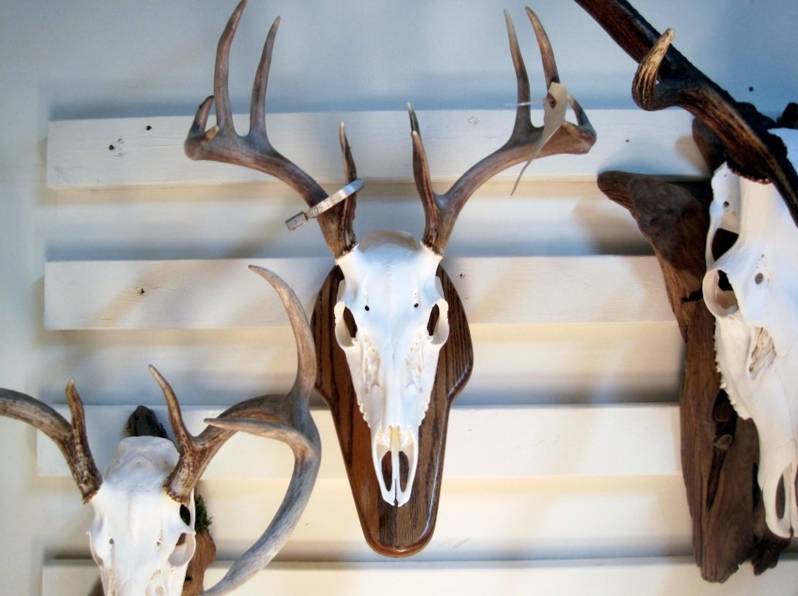 European mounts, Taxidermy, beetle cleaning