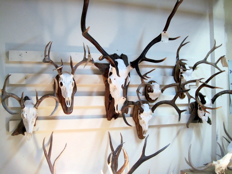 European mounts, Taxidermy, beetle cleaning