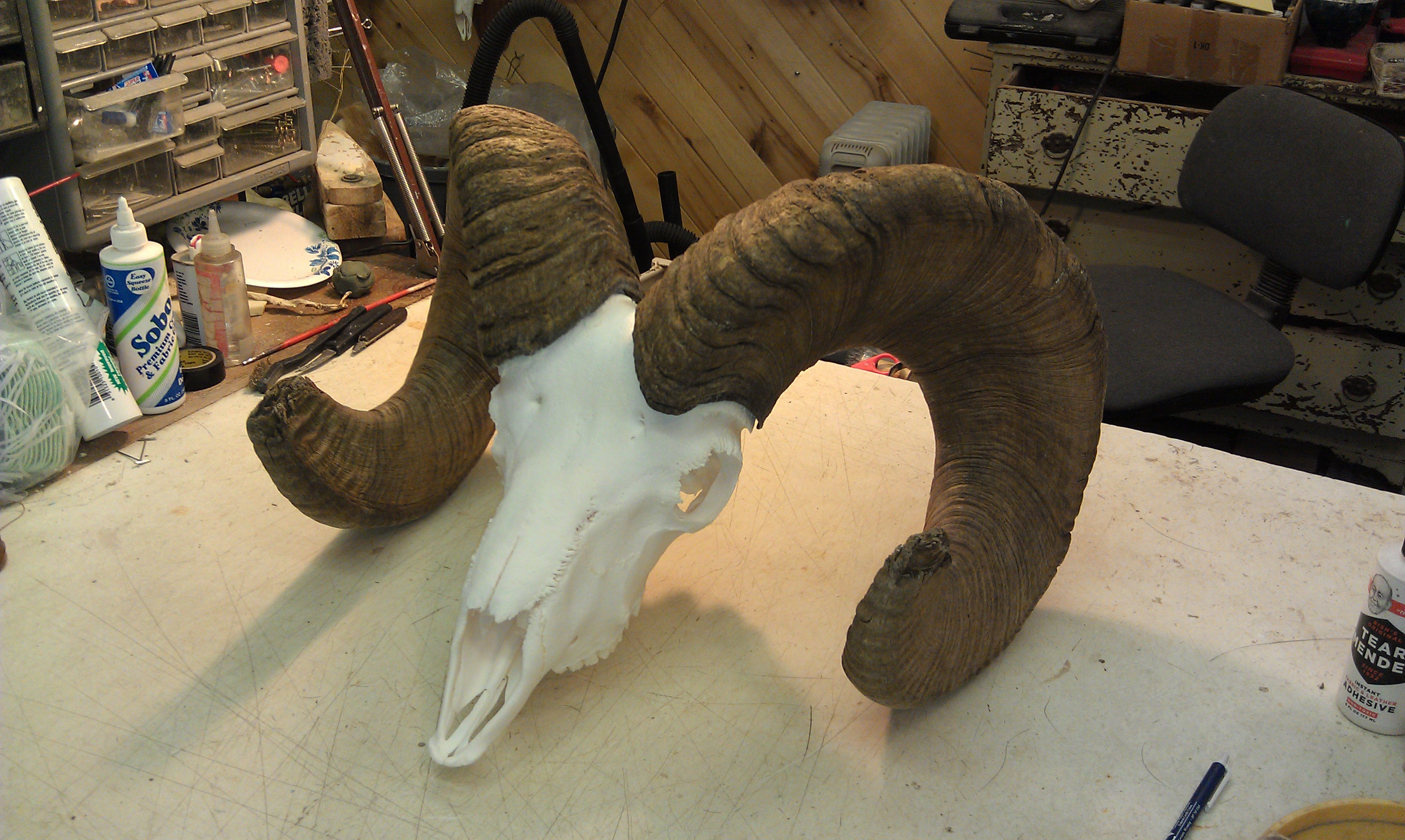 European mounts, Taxidermy, beetle cleaning