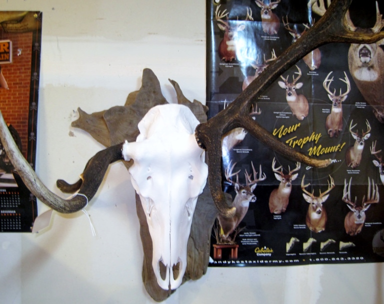 European mounts, Taxidermy, beetle cleaning