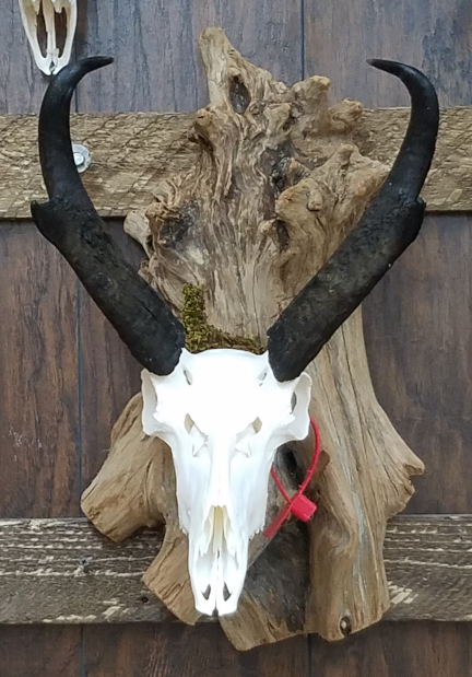 European mounts, Taxidermy, beetle cleaning