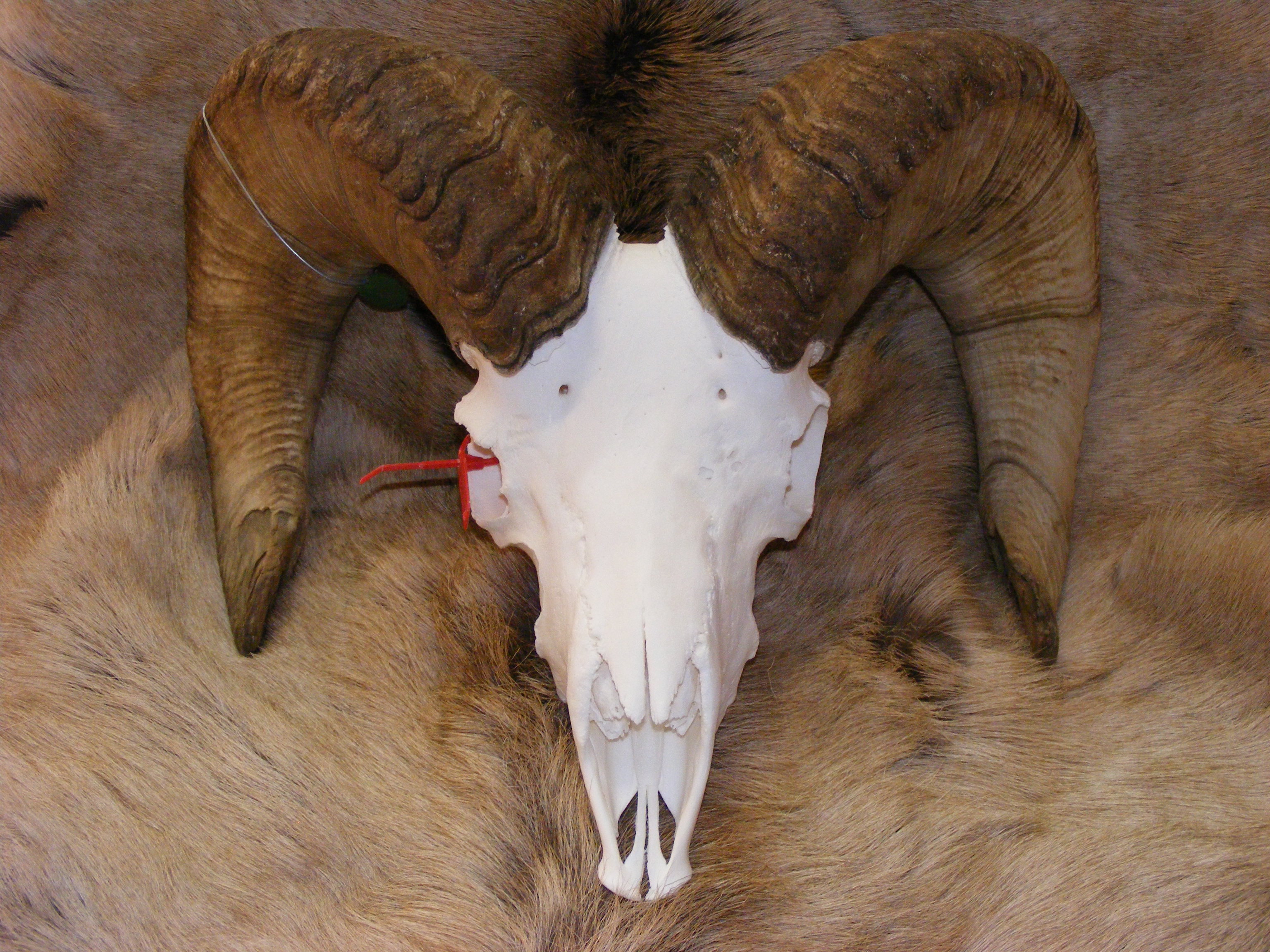 European mounts, Taxidermy, beetle cleaning