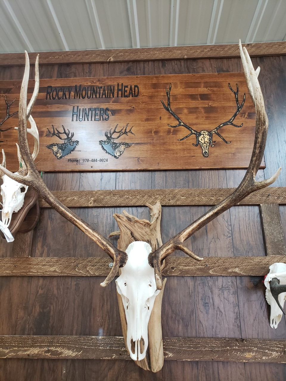 European mounts, Taxidermy, beetle cleaning