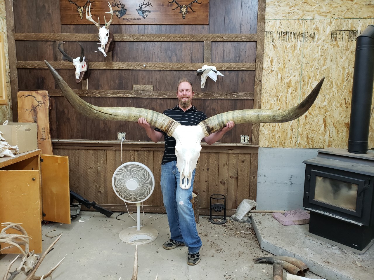 European mounts, Taxidermy, beetle cleaning